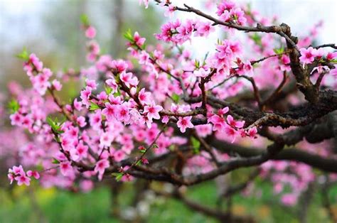 咸池桃花意思|咸池（桃花煞）